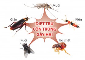 Dịch vụ diệt côn trùng - Diệt Mối Văn Tâm - Công Ty Diệt Mối Văn Tâm